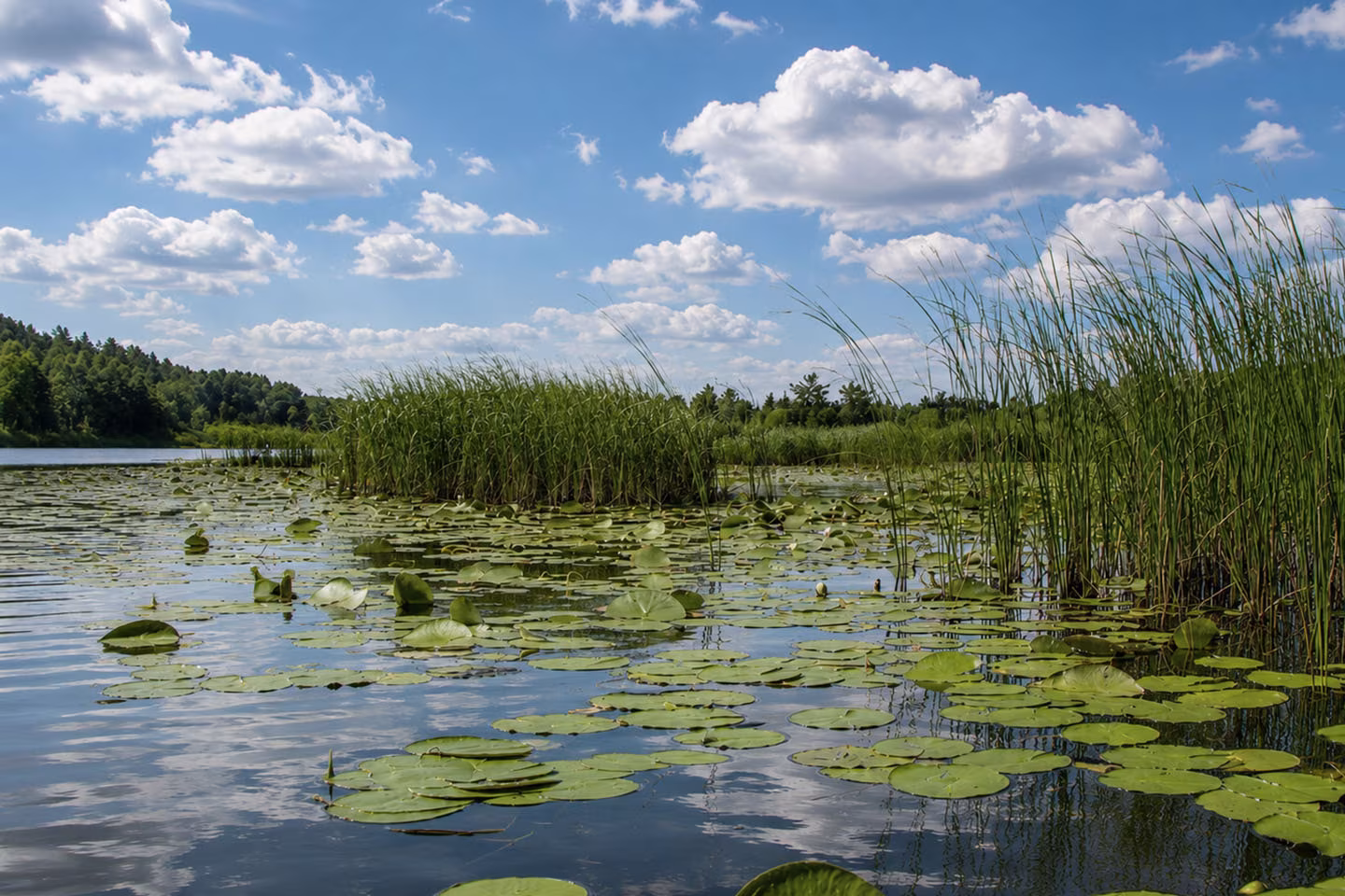 Schilfufer am Jabelschen See an der Müritz