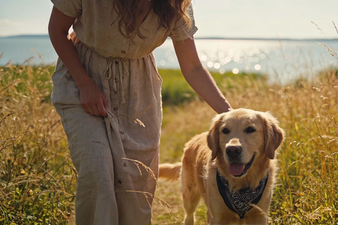 Golden Retriever in der Wiese – Urlaub mit Hund an der Müritz in Jabel